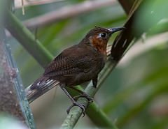 Cyphorhinus phaeocephalus