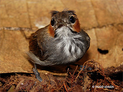 Microbates cinereiventris