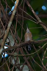 Ramphocaenus melanurus