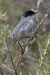 Polioptila melanura