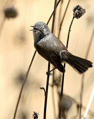Polioptila californica