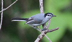 Polioptila albiloris