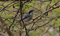 Polioptila plumbea