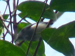 Polioptila guianensis