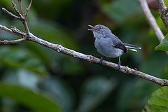 Polioptila paraensis