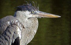 Ardea cocoi