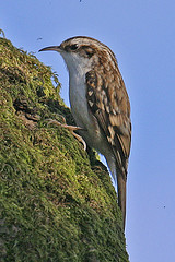 Certhia familiaris
