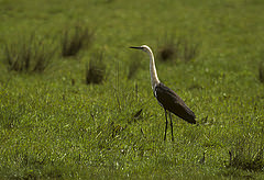 Ardea pacifica