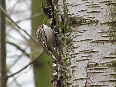 Certhia brachydactyla