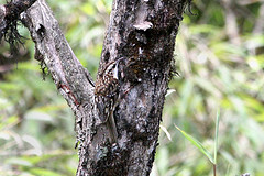 Certhia tianquanensis