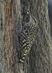 Salpornis spilonotus