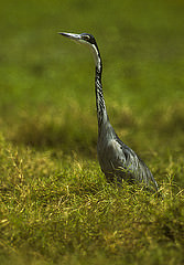 Ardea melanocephala