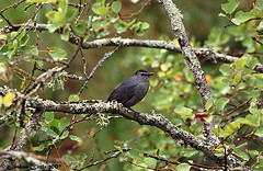 Dumetella carolinensis