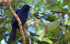 Melanoptila glabrirostris
