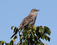 Mimus gundlachii
