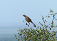 Mimus patagonicus