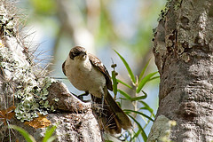 Mimus parvulus