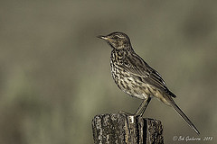 Oreoscoptes montanus