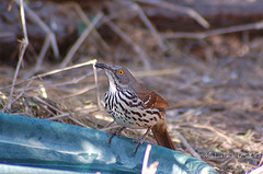 Toxostoma longirostre