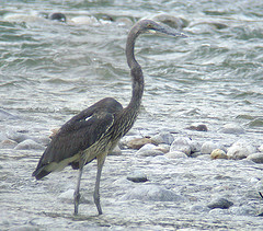 Ardea insignis