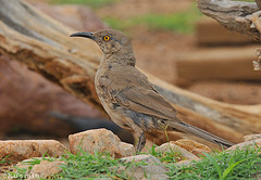 Toxostoma curvirostre