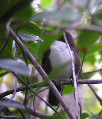 Ramphocinclus brachyurus