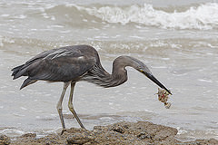 Ardea sumatrana