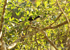 Melanotis hypoleucus