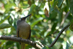 Cinclocerthia ruficauda