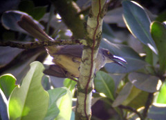 Cinclocerthia gutturalis