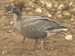 Anser brachyrhynchus