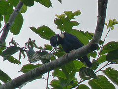Basilornis celebensis