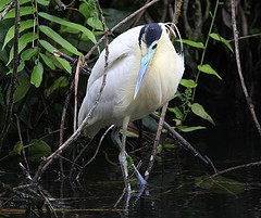 Pilherodius pileatus