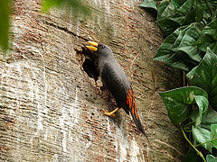 Scissirostrum dubium