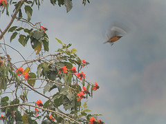 Saroglossa spiloptera