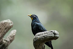 Ampeliceps coronatus