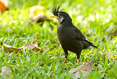 Acridotheres grandis