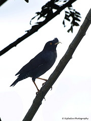 Acridotheres cristatellus