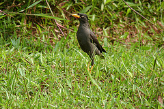 Acridotheres javanicus