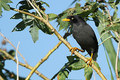 Acridotheres cinereus