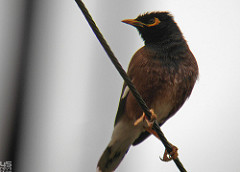 Acridotheres tristis