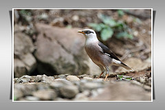 Acridotheres burmannicus