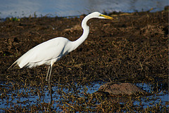 Egretta intermedia