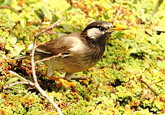 Spodiopsar cineraceus