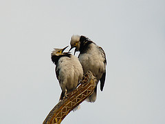 Gracupica nigricollis