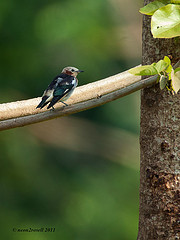 Agropsar philippensis