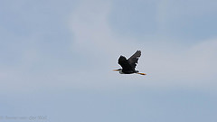 Egretta picata