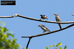 Sturnornis albofrontatus