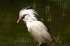 Leucopsar rothschildi