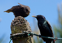 Sturnus vulgaris